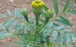 萬(wàn)壽菊的形態(tài)特征，株高在150厘米左右