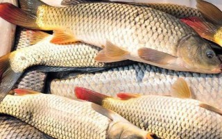 中國(guó)哪里的淡水魚(yú)產(chǎn)量最大，第一大省為湖北省