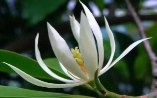 白蘭花的寓意，寓意純潔的愛、高貴優(yōu)雅等