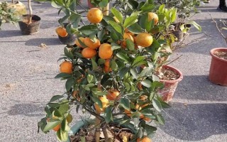 橘子樹盆栽的養(yǎng)殖方法，適宜生長(zhǎng)在光照充足的環(huán)境中