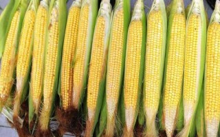 先達(dá)901玉米種子簡介，全生育期117天左右