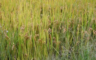 袁兩優(yōu)1000水稻種子介紹，秧田播種量每畝15公斤