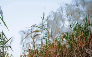 蘆葦?shù)纳L季節(jié)，生長旺盛期為每年4月上旬至7月下旬