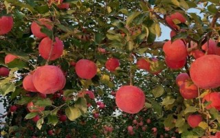 提高蘋(píng)果表面亮度的方法，可采取套袋、施肥、控制生長(zhǎng)方向等措施