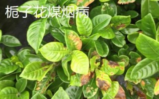 常見的梔子花病蟲害及防治方法，需對癥下藥