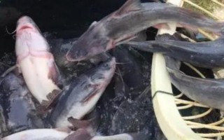 江團魚是什么魚，是底棲性魚類