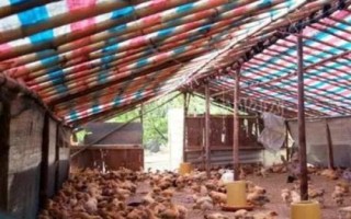 散養(yǎng)土雞的雞舍建造方法，以下5種供參考