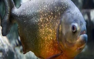 食人魚是什么魚，是一種兇猛的肉食性魚類
