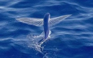 翱翔飛魚好不好養(yǎng)，飼養(yǎng)難度大并不適合新手嘗試