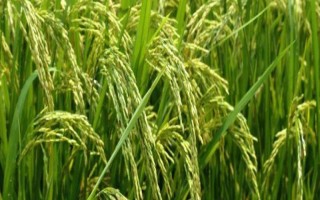 富友稻336水稻品種的特性，生育期161天左右