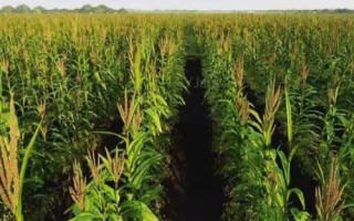 峰單193玉米品種簡介，密度4000株/畝左右