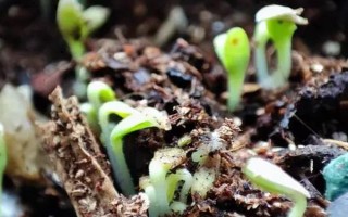 兒菜的種植方法，適宜的生長溫度為8-15℃
