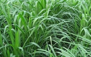 矮象草多少溫度才能安全越冬，冬季氣溫需在5℃以上