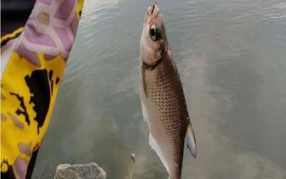 釣鳊魚適合用幾號鉤，根據(jù)魚情、水情和季節(jié)選用