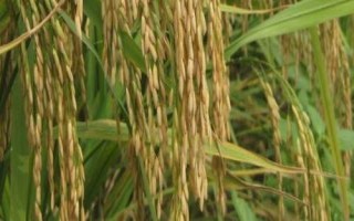 浙大兩優(yōu)宜糖秈1號(hào)水稻種子介紹，該品種株高適中