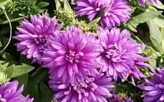 紫色菊花有什么花語，代表神秘、愛情、浪漫