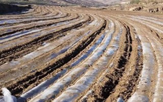 露天草莓種植技術(shù)，每年的3月下旬到4月中旬進(jìn)行