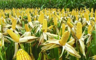 豐禾9玉米品種的特性，在適應(yīng)區(qū)4月25日左右播種