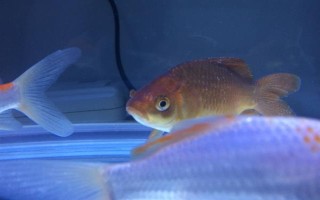 魚能吃什么，不同種類的魚吃的東西不同