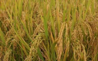 泰香玉晶水稻種子簡介，每畝有效穗18.3萬
