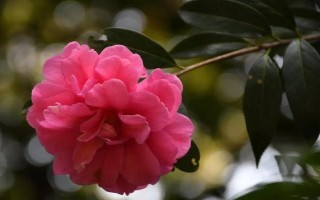 山茶花適合在室內(nèi)養(yǎng)殖嗎，十分適合擺放在室內(nèi)里養(yǎng)