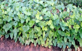 廊豆六號(hào)大豆品種簡(jiǎn)介，較對(duì)照品種中黃13早熟3天