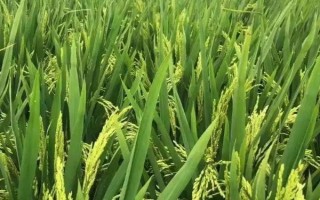 恒豐優(yōu)426水稻種子介紹，全生育期122.8天
