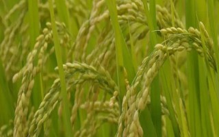 瑞兩優(yōu)9578水稻種子介紹，抽穗期遇連陰雨注意防治稻曲病