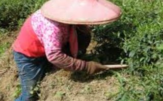 甜菜是什么，是一種草本植物