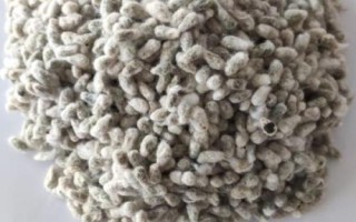 國欣棉34棉花品種的特性，轉(zhuǎn)基因抗蟲雜交棉品種