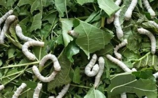 秋天有哪些益蟲，包括蟈蟈、蜜蜂、螳螂等常見種類