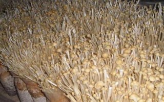 金針菇基腐病怎么防治，發(fā)現(xiàn)病菇要立即清除