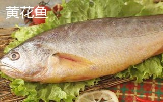 黃花魚是不是海魚，屬于海魚