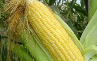 龍單76玉米種子簡介，在適應(yīng)區(qū)4月30日左右播種
