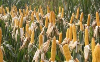 皇金翠7號玉米種子介紹，適宜播種期4月中旬至6月上旬