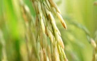 鵬優(yōu)6377水稻品種的特性，全生育期119天