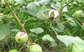 冀石83棉花品種的特性，本品種為轉(zhuǎn)基因抗蟲棉