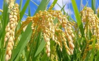冀旱糯3號水稻種子簡介，畝播種量7～9千克