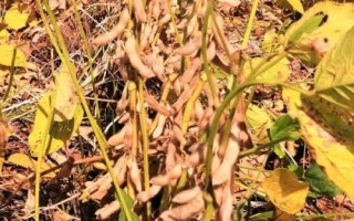 菏豆36號(hào)大豆種子特征特性，夏播生育期平均100.5天