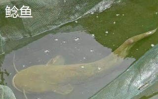 雞肝能不能釣魚，雞肝能釣魚