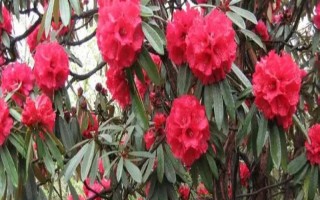 馬纓花有什么特點，花朵多數(shù)生長在樹枝頂部
