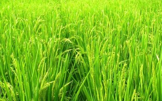 盛粳5號水稻品種的特性，4月15日播種
