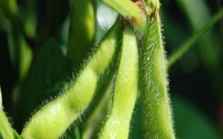 延農(nóng)12大豆種子簡(jiǎn)介，8月中旬及時(shí)防治大豆食心蟲(chóng)