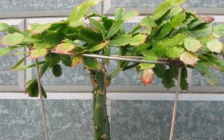 蟹爪蘭的嫁接方法，適應(yīng)能力特別強(qiáng)