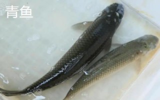 鲅魚和青魚的區(qū)別，科屬分類、形態(tài)特征、棲息環(huán)境均不同