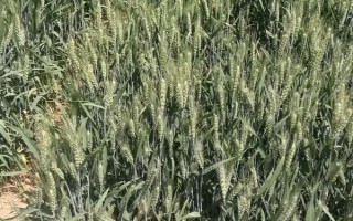 德研8號(hào)小麥品種簡(jiǎn)介，每畝適宜基本苗12萬(wàn)～18萬(wàn)