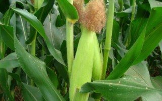 金G1908玉米種子特征特性，注意防治絲黑穗病