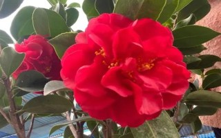 四季茶花好不好養(yǎng)，是比較好養(yǎng)活的花卉