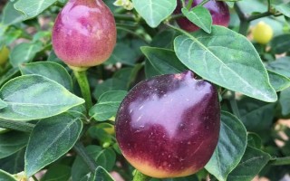彩椒是不是轉(zhuǎn)基因食品，不是轉(zhuǎn)基因食品