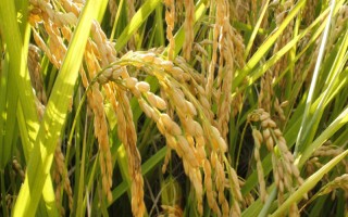 炳優(yōu)270水稻品種的特性，苗期及時(shí)施藥防治稻飛虱